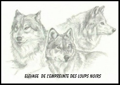 L'Empreinte Des Loups Noirs